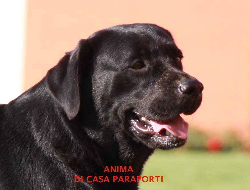 Anima <br />di Casa Paraporti